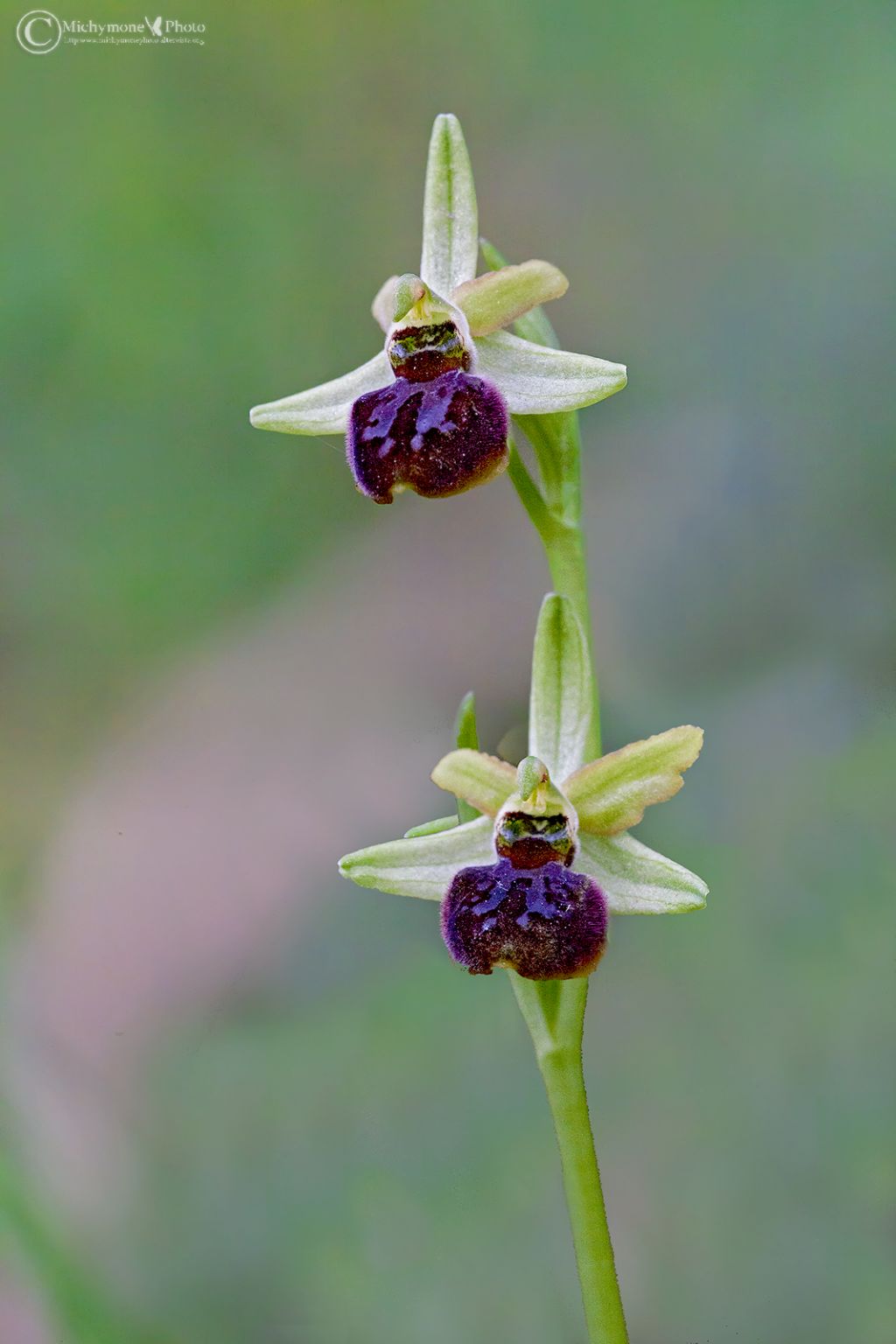 id orchidea 3